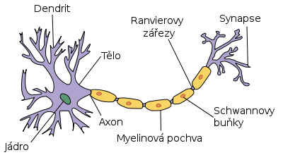 Neuron a jeho stavba | Mentem.cz