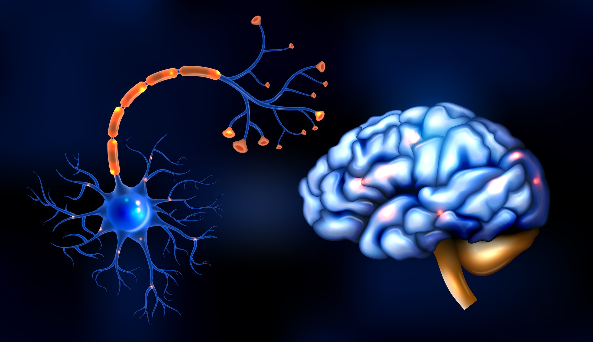 Neurón a jeho stavba
